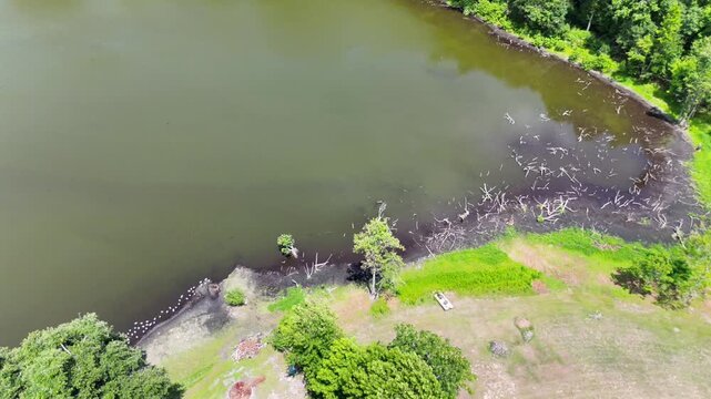 Coastal Lake with trees and animals