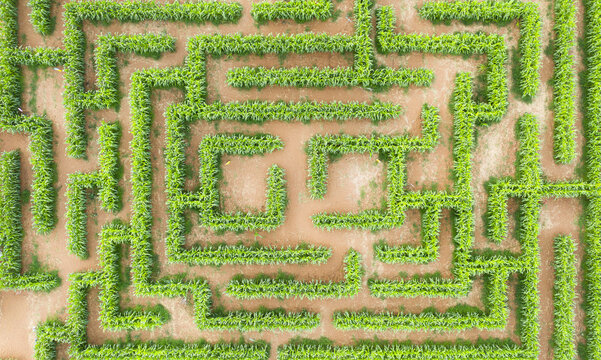 Aerial view of a corn maze with lush green stalks forming intricate paths on brown soil in Hod Hasharon, Center District, Israel.