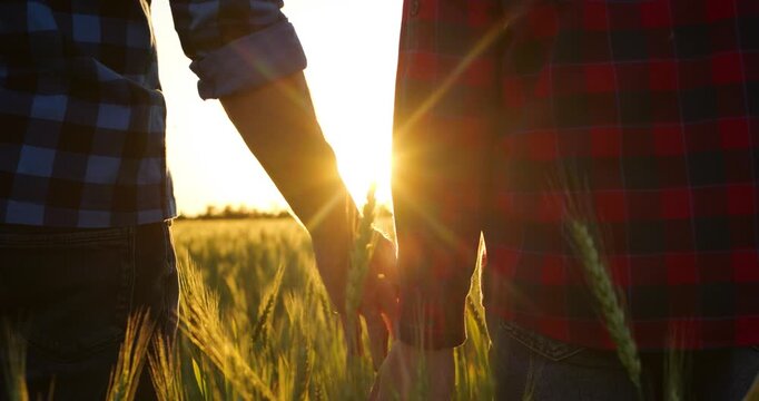 Father and son walk through wheat field at sunset, gently touching green wheat heads with their hands. Golden hour scene represents agricultural heritage and knowledge passed between generations.