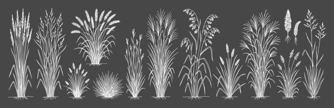 Architectural ornamental grass vector set in elevation view for landscape plans, garden design, planting layouts, CAD drawings, botanical boards and outdoor presentations