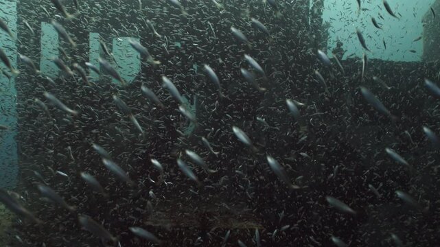 Massive School of Minnow Baitfish Swimming in Deep Blue Ocean Water