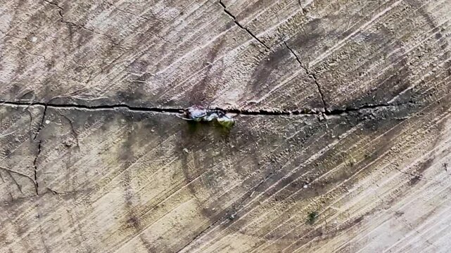 Close up panning shot of detailed old tree stump wood cross section with rings and cracks