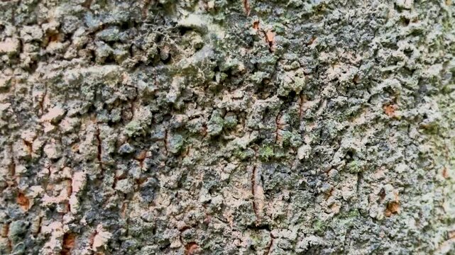 Macro tilt down shot of natural rough tree bark texture with detailed moss and cracks