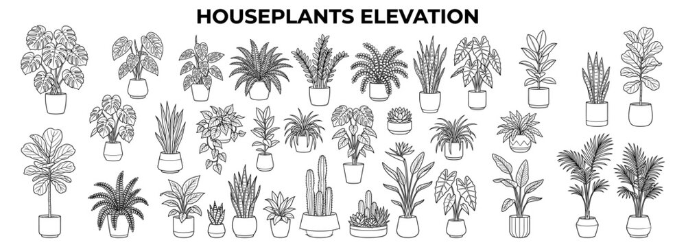 Architectural houseplant collection in 2D elevation view with potted monstera, fig tree and decorative indoor foliage for floor plans and interior design vector illustration