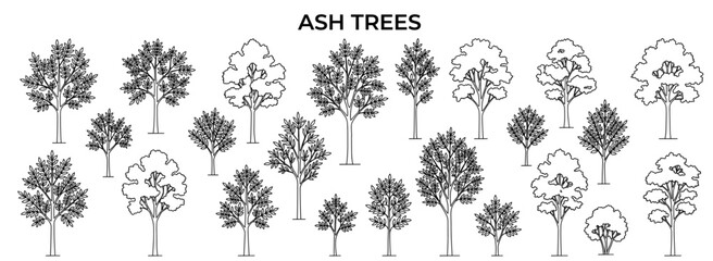 Fototapeta premium Ash tree set in elevation view isolated on transparent background for architectural drawings, landscape plans, garden design and vector illustration