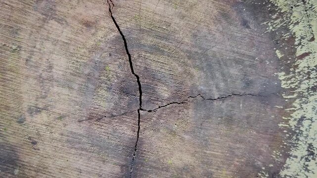Macro zooming shot of a cracked tree stump cross section showing annual growth rings texture