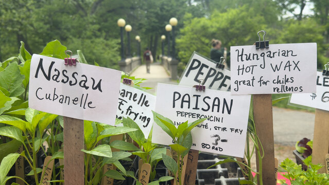 Signs for Pepper Variety Seedlings at Farm Market in Park