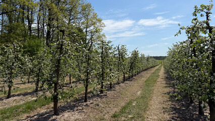 Obraz premium Rows of blooming apple trees with white blossoms in orchard during spring season in Mazovia region, Poland, Europe