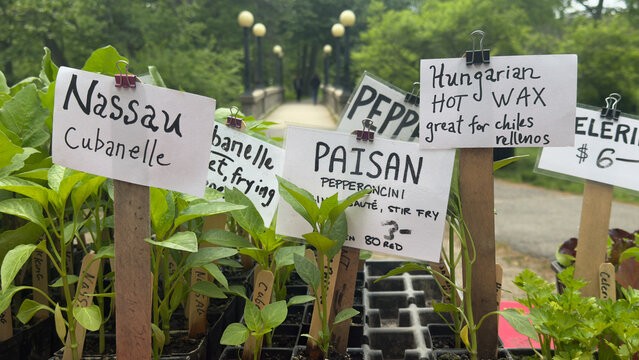 Farmer's Market Pepper Seedlings