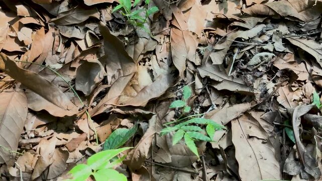 Top view panning shot of a dry forest floor covered with dead brown leaves and green sprouts