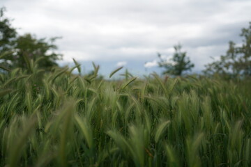 Naklejka premium Green Barley Field Under Dramatic Cloudy Sky. Italy, Atri, spring 2026.