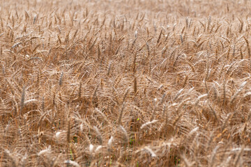 Obraz premium Ripe wheat harvest. Agriculture and farming. Barley ear spikelet. Farming crop field. Wheat flied at rural countryside. Agricultural landscape. Crop countryside field. Agrobusiness