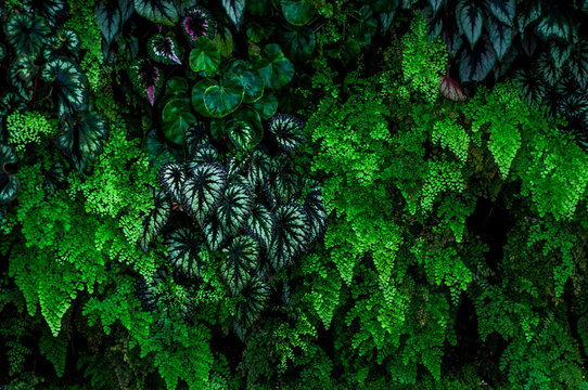 Lush tropical foliage wall featuring cascading maidenhair fern and silver rex begonia leaves, creating a dense botanical texture with vivid green tones and intricate natural patterns.