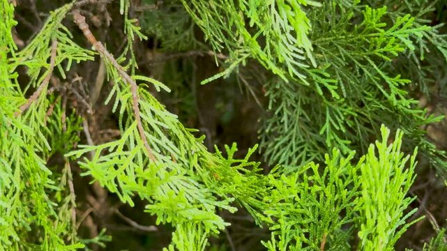 Close up panning shot of green cypress tree branches with bright pine needle foliage