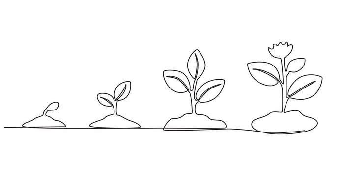 growing tree animation continuous one line drawing, Animated self drawing of continuous line draw of step of grow plant, Plant Sprout in the ground, one line drawing Video animation Full length style.