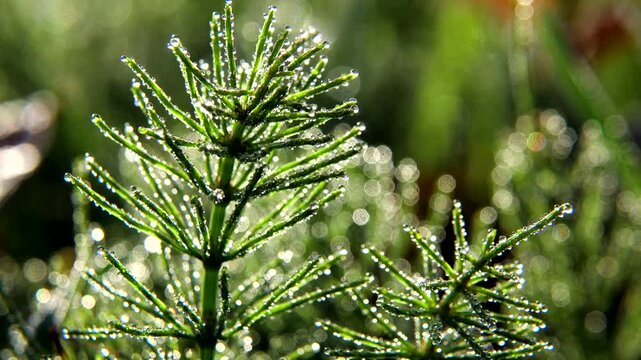 草についた水滴　朝