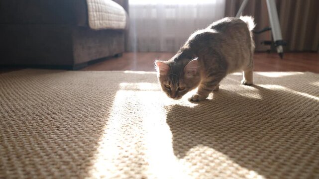 A gray cat in a sunny room plays with a cap on the floor, picks it up with its teeth, and leaves