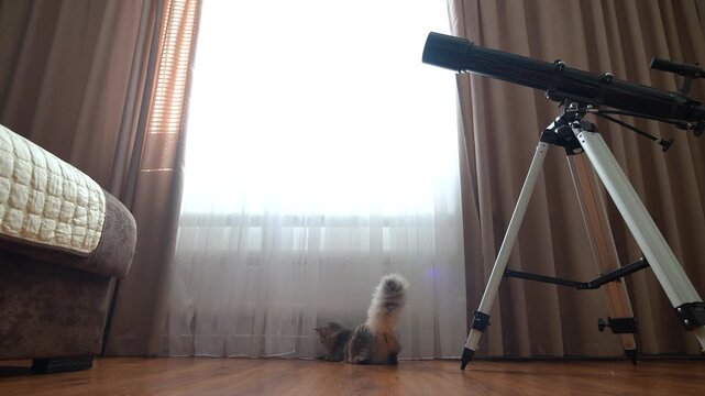 A gray cat plays in a room with white curtains