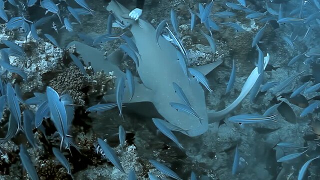 Nurse sharks and remora fish gently move across a vibrant coral reef in Fiji. A dense, shimmering school of small reef fish swirls around them, creating a dynamic aquatic spectacle.
