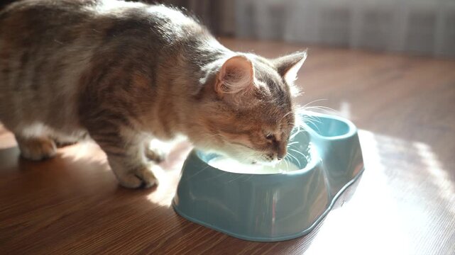 A gray cat, illuminated by the sun, laps milk from a bowl