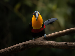 The channel-billed toucan (Ramphastos vitellinus) in Atlantic Forest natural environment © Waldemar Seehagen