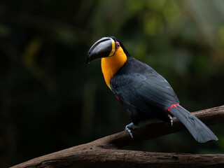 The channel-billed toucan (Ramphastos vitellinus) in Atlantic Forest natural environment © Waldemar Seehagen