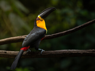 The channel-billed toucan (Ramphastos vitellinus) in Atlantic Forest natural environment © Waldemar Seehagen