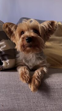 Close up shot of a small yorkie with calm and attentive attitude.Cute moments of puppy calm .Perfect shot for pet lovers, vets and pet promotions. 