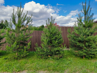 Fototapeta premium Row of the small young growth fir green trees near the fence in sun bright summer day under blue sky