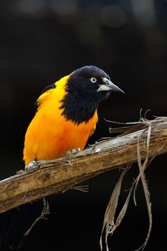 Venezuelan troupial perching on branch against dark background