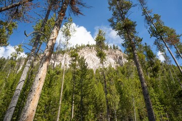 Fototapeta premium Tall pine trees in the forest