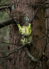 Magiczne poranki w lesie – promienie słońca, leśne krajobrazy i dzika natura © MarcinRoj.Fotografia