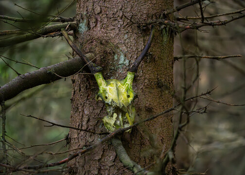 Magiczne poranki w lesie &ndash; promienie słońca, leśne krajobrazy i dzika natura
