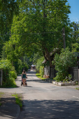 Fototapeta premium Woman Walking with Child Stroller on Quiet Tree Lined Residential Street in Urban Neighborhood