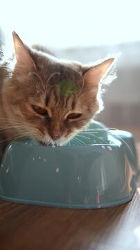 A small gray cat laps up milk and sprays it in all directions