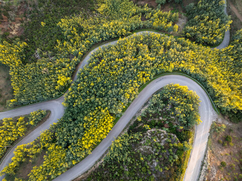 Aerial view of the winding road of Penalva de Alva snaking through lush green hills and dense yellow mimosa forests during golden hour in Oliveira do Hospital, Coimbra District, Portugal.