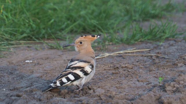 Eurasian hoopoe (Upupa epops) foraging on the forest floor in search of insects