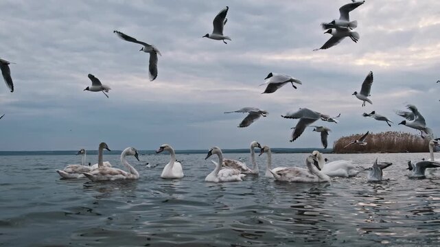 Swans gracefully float on rippling water as seagulls fly and circle above the lake. The dynamic scene captures the avian activity against a natural aquatic setting.