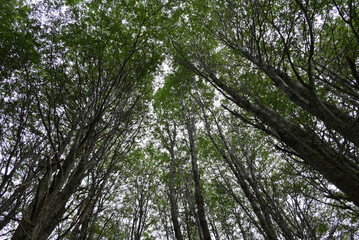 Fototapeta premium trees in the forest