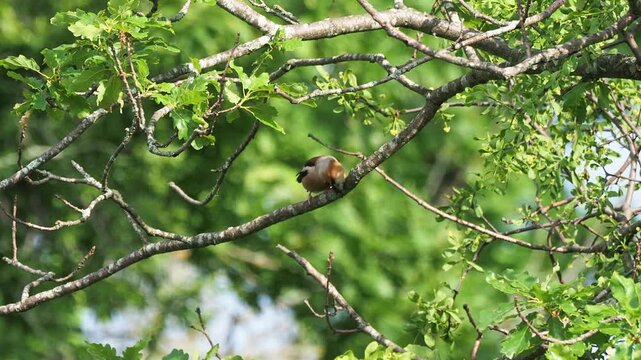 Hawfinch male (Coccothraustes coccothraustes) cleaning its beak on an oak branch after feeding