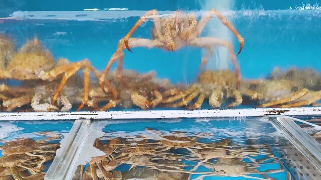 Live king crabs displayed in seafood market aquarium in Busan, South Korea. Fresh marine delicacies, seafood trade and traditional fish market culture in Asia