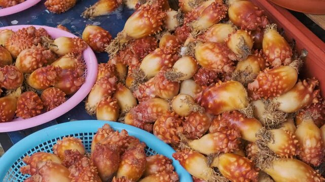 Fresh sea squirts displayed at Busan fish market showcasing traditional Korean seafood delicacies, local marine products and coastal seafood trade in South Korea, Asia