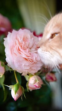close-up of the muzzle of a red cat sniffing a rose