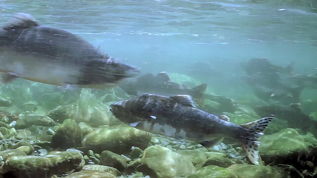 Watch as salmon glide gracefully through tranquil waters of serene river. With sunlight filtering through surface, these sleek fish navigate rocky beds and gather in shimmering schools beauty.