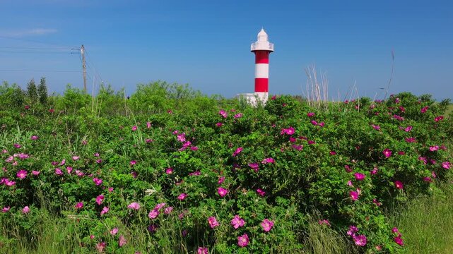 石狩灯台とハマナス　北海道