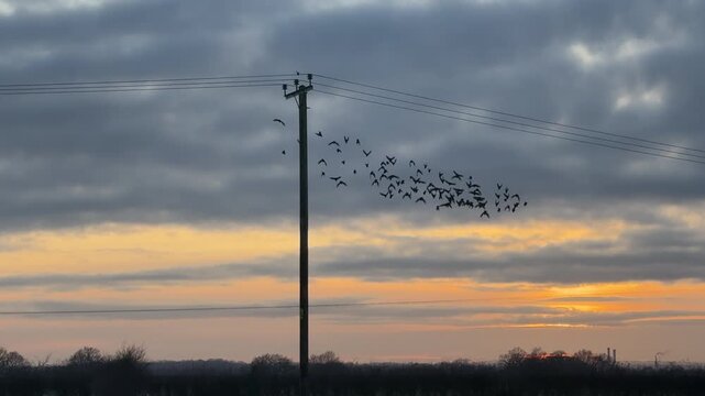 Birds flying from wire in countryside in the evening light with golden sky starlings UK 4K