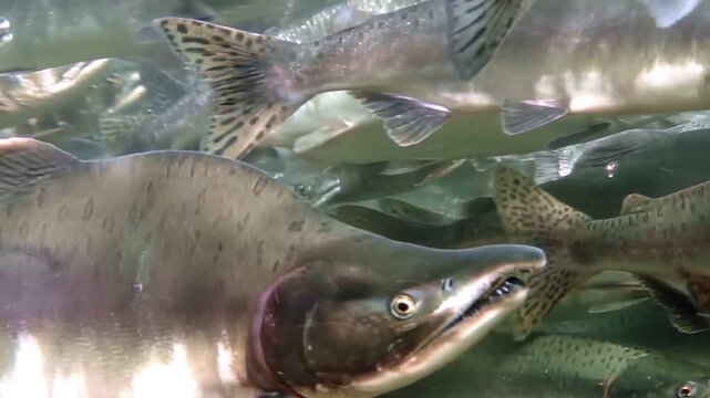 Witness captivating movement of vibrant school of salmon swimming in harmony. As sunlight dances on water's surface, these graceful fish navigate their aquatic world, showcasing nature's beauty.
