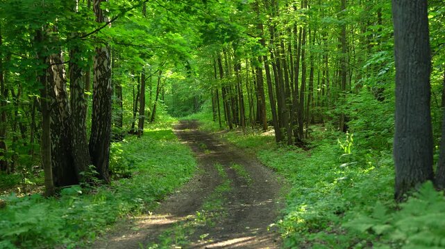 Forest Road in a Green Summer Woodland