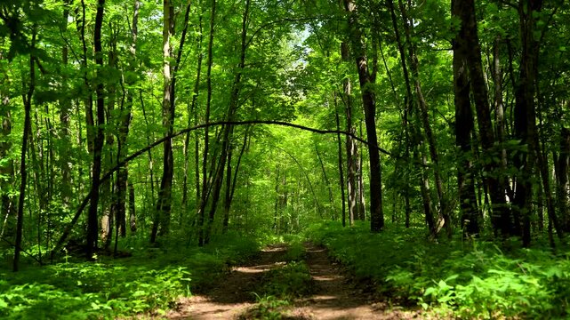 Forest Trail Beneath a Natural Branch Arch