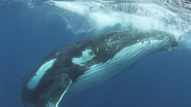 Experience the beauty of a humpback whale as it moves slowly beneath the surface of the vast Pacific ocean. Witness its majestic presence and fluid motions in captivating slow motion.